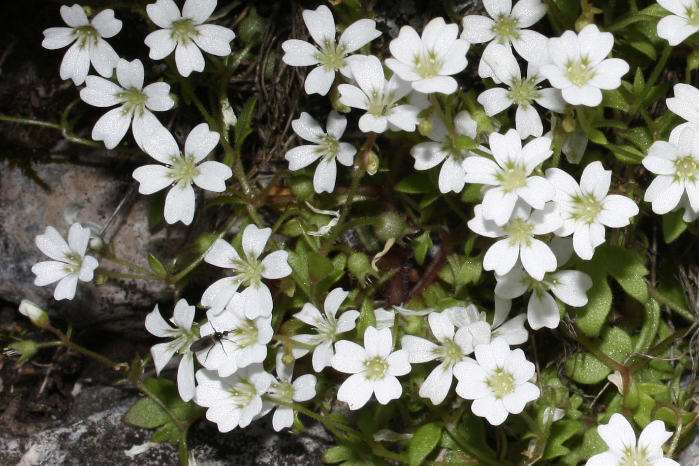 Saxifraga petraea / Sassifraga dei muri